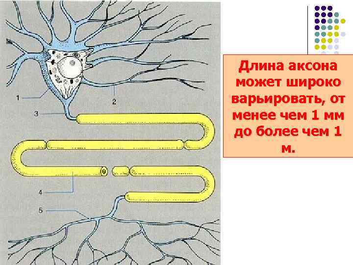 Длина аксона может широко варьировать, от менее чем 1 мм до более чем 1