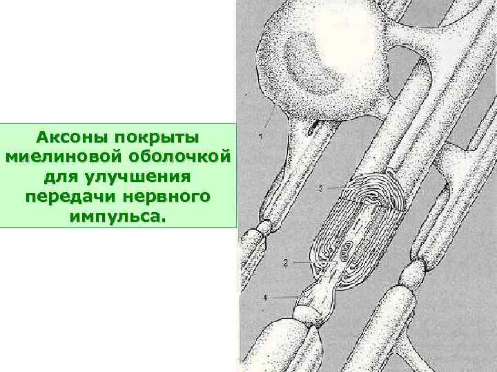 Аксоны покрыты миелиновой оболочкой для улучшения передачи нервного импульса. 