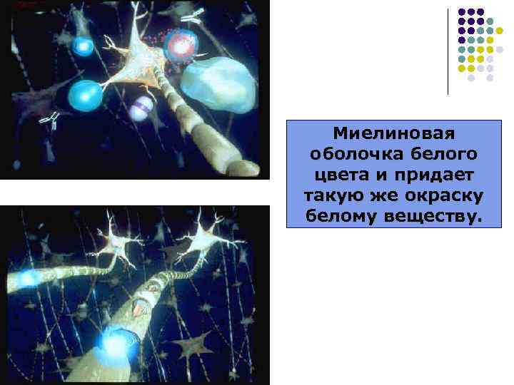 Миелиновая оболочка белого цвета и придает такую же окраску белому веществу. 