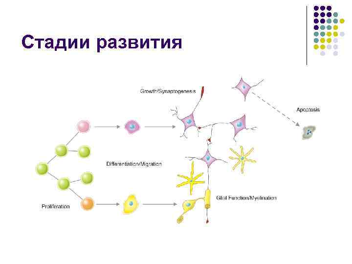 Стадии развития 