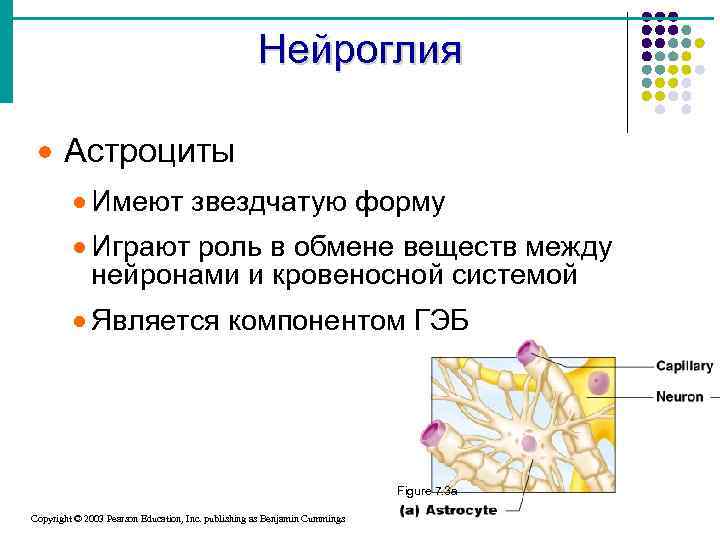 Нейроглия · Астроциты · Имеют звездчатую форму · Играют роль в обмене веществ между