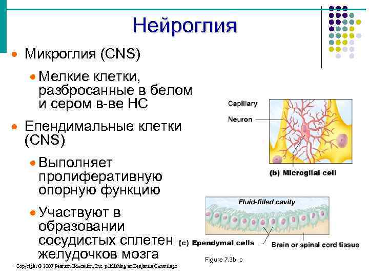 Нейроглия · Микроглия (CNS) · Мелкие клетки, разбросанные в белом и сером в-ве НС