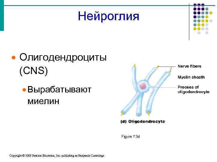 Нейроглия · Олигодендроциты (CNS) · Вырабатывают миелин Figure 7. 3 d Copyright © 2003