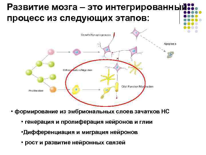 Развитие мозга – это интегрированный процесс из следующих этапов: • формирование из эмбриональных слоев