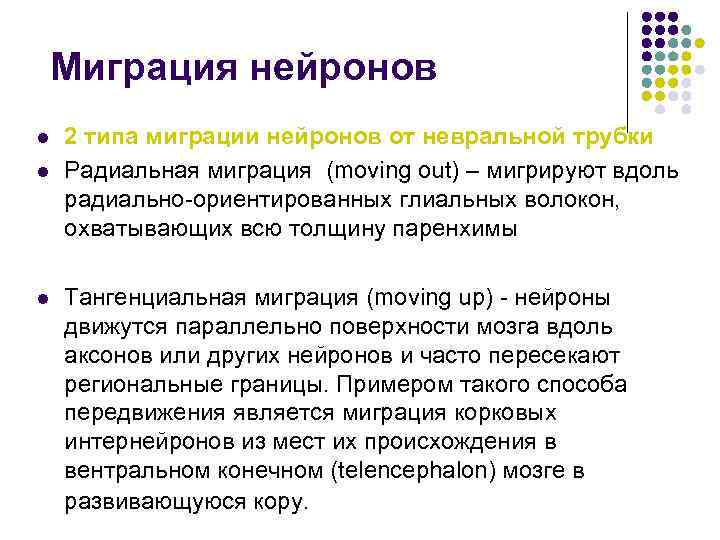 Миграция нейронов l l l 2 типа миграции нейронов от невральной трубки Радиальная миграция