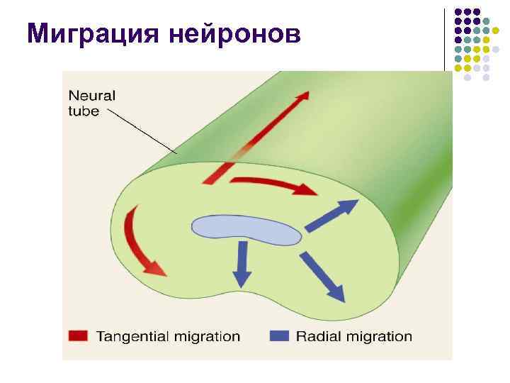 Миграция нейронов 