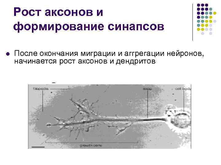 Рост аксонов и формирование синапсов l После окончания миграции и аггрегации нейронов, начинается рост