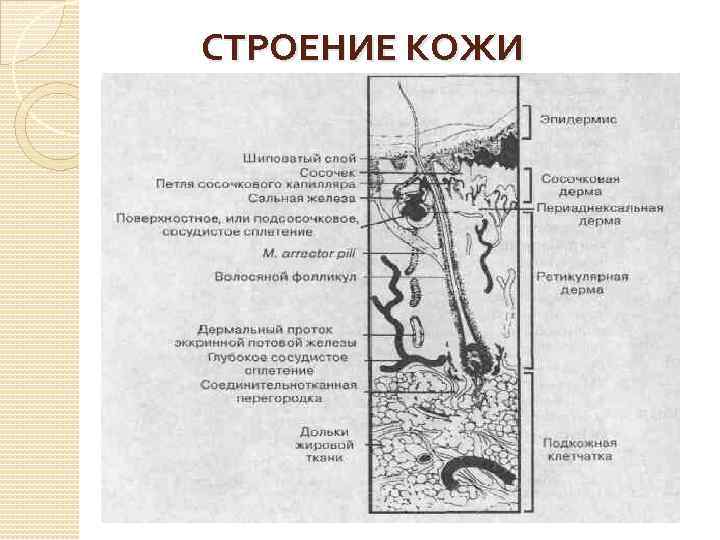 СТРОЕНИЕ КОЖИ 