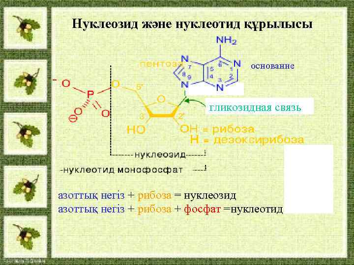 Нуклеозиды и нуклеотиды. Нуклеотид и нуклеозид. Гликозидная связь в нуклеотидах. Природные нуклеозиды. Образование нуклеозидов и нуклеотидов.