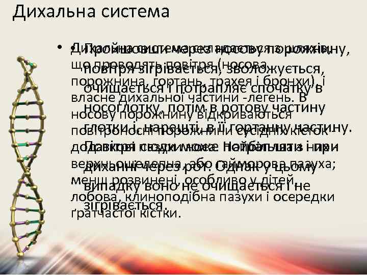 Дихальна система • • Пройшовши через носову порожнину, Дихальна система складається з шляхів, що