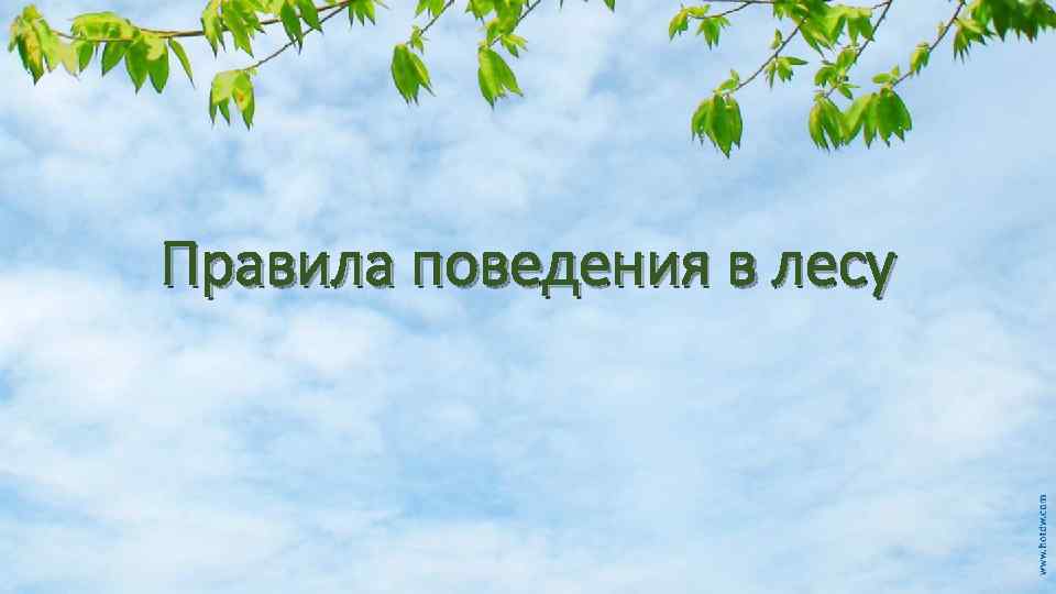 Правила поведения в лесу 
