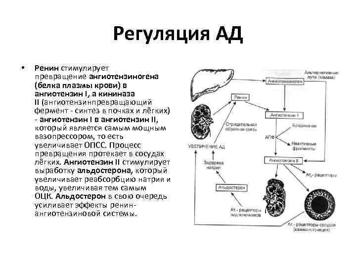 Альдостерон плазма