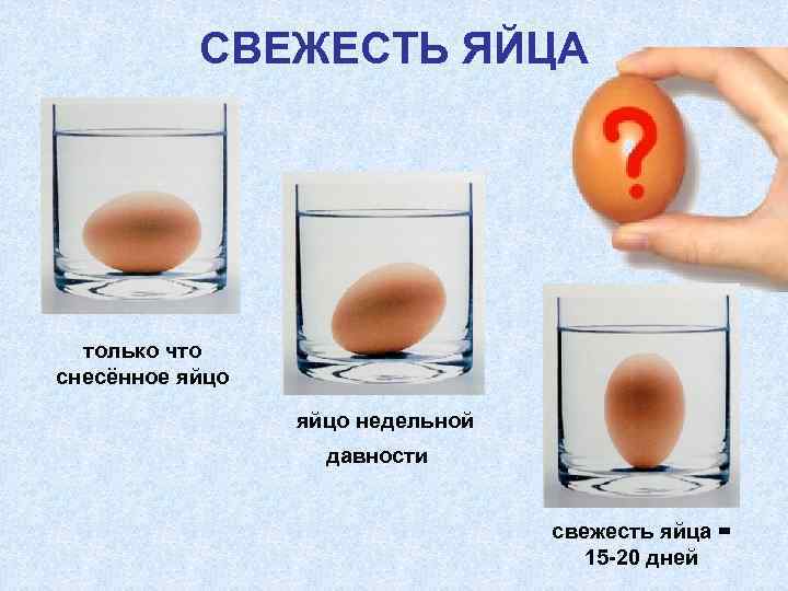 СВЕЖЕСТЬ ЯЙЦА только что снесённое яйцо недельной давности свежесть яйца = 15 -20 дней