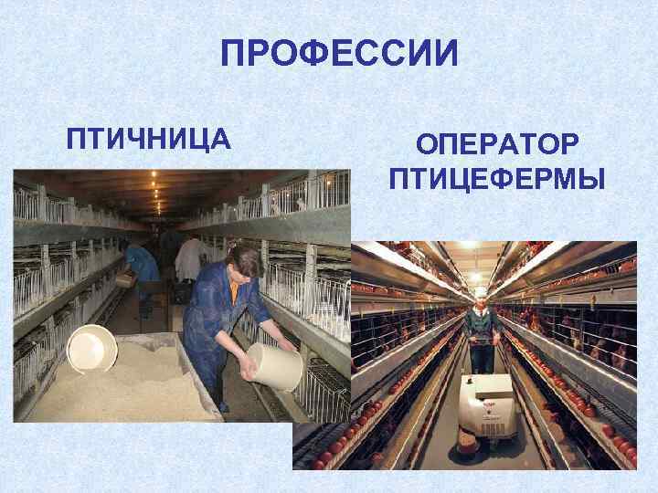 ПРОФЕССИИ ПТИЧНИЦА ОПЕРАТОР ПТИЦЕФЕРМЫ 