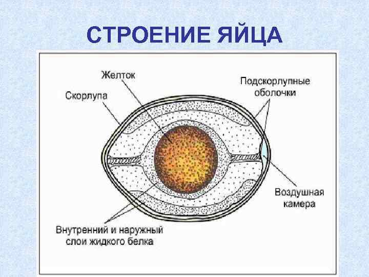 СТРОЕНИЕ ЯЙЦА 