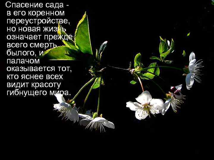  Спасение сада - в его коренном переустройстве, но новая жизнь означает прежде всего