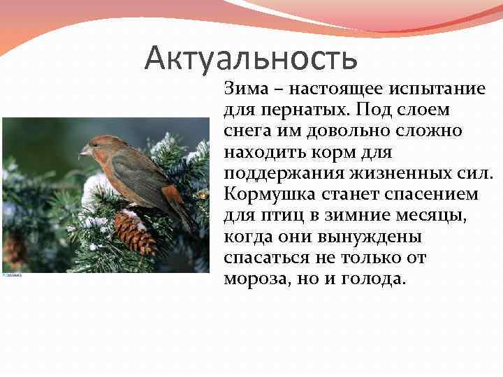 Актуальность Зима – настоящее испытание для пернатых. Под слоем снега им довольно сложно находить