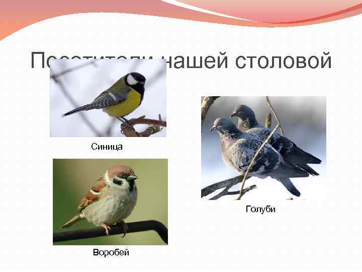 Посетители нашей столовой Синица Голуби Воробей 