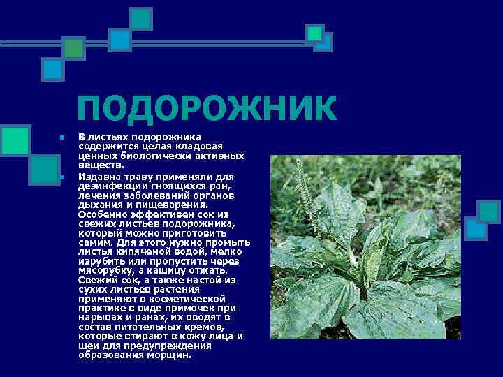 ПОДОРОЖНИК n n В листьях подорожника содержится целая кладовая ценных биологически активных веществ. Издавна