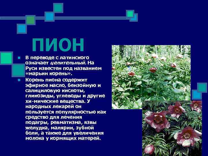 ПИОН n n В переводе с латинского означает целительный. На Руси известен под названием