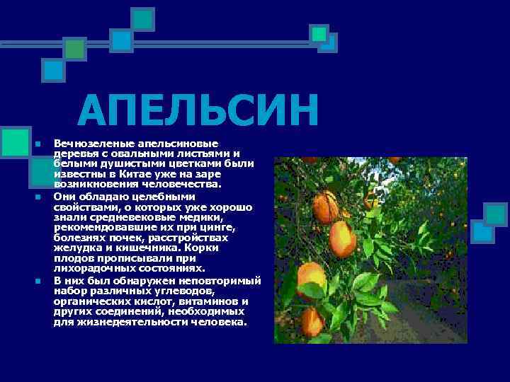 АПЕЛЬСИН n n n Вечнозеленые апельсиновые деревья с овальными листьями и белыми душистыми цветками