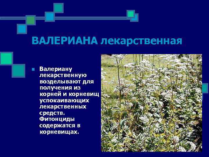 ВАЛЕРИАНА лекарственная n Валериану лекарственную возделывают для получения из корней и корневищ успокаивающих лекарственных