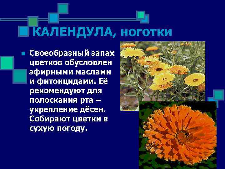 КАЛЕНДУЛА, ноготки n Своеобразный запах цветков обусловлен эфирными маслами и фитонцидами. Её рекомендуют для