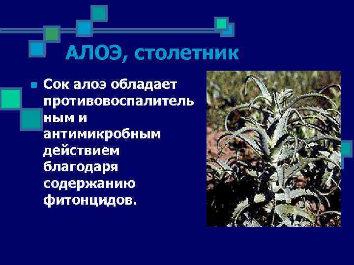 АЛОЭ, столетник n Сок алоэ обладает противовоспалитель ным и антимикробным действием благодаря содержанию фитонцидов.