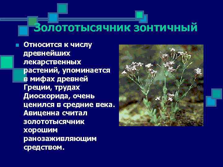 Золототысячник зонтичный n Относится к числу древнейших лекарственных растений, упоминается в мифах древней Греции,