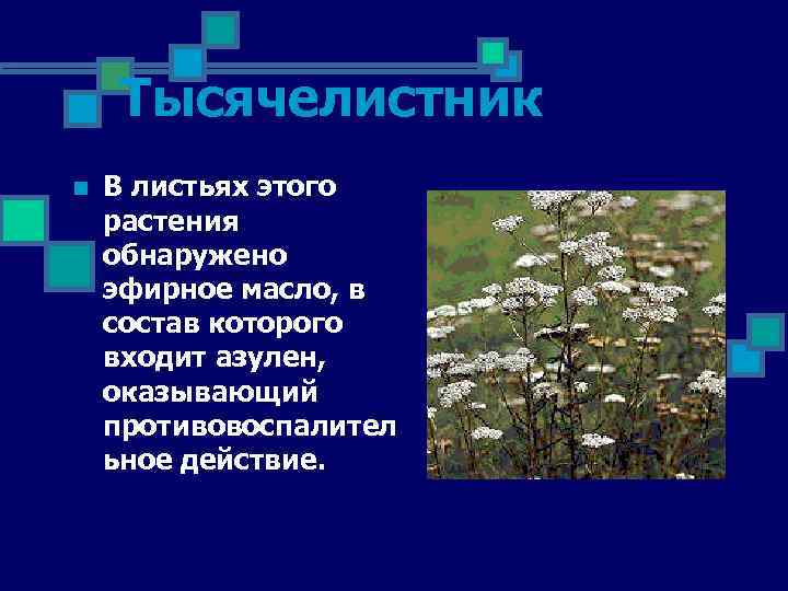 Тысячелистник n В листьях этого растения обнаружено эфирное масло, в состав которого входит азулен,