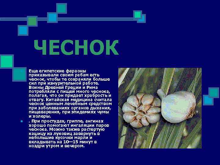 ЧЕСНОК n n Еще египетские фараоны приказывали своим рабам есть чеснок, чтобы те сохраняли