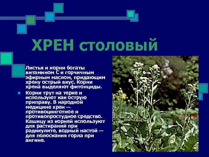 ХРЕН столовый n n Листья и корни богаты витамином С и горчичным эфирным маслом,