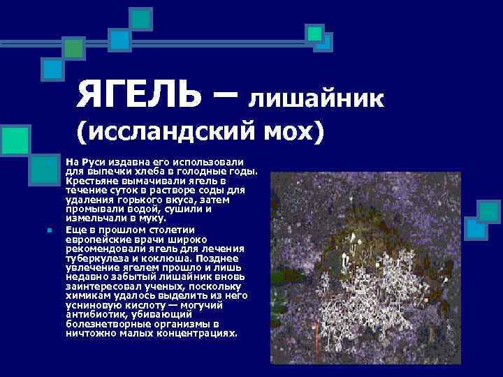 ЯГЕЛЬ – лишайник (иссландский мох) n n На Руси издавна его использовали для выпечки