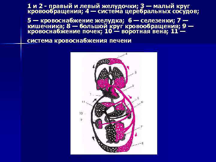 1 и 2 - правый и левый желудочки; 3 — малый круг кровообращения; 4