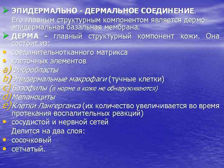 Ø ЭПИДЕРМАЛЬНО - ДЕРМАЛЬНОЕ СОЕДИНЕНИЕ. Его главным структурным компонентом является дермоэпидермальная базальная мембрана. Ø