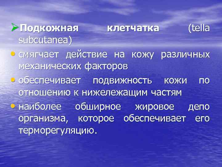 ØПодкожная клетчатка (tella subcutanea) • смягчает действие на кожу различных механических факторов • обеспечивает