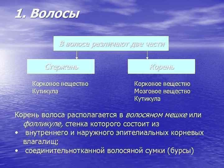 1. Волосы В волосе различают две части Стержень Корковое вещество Кутикула Корковое вещество Мозговое