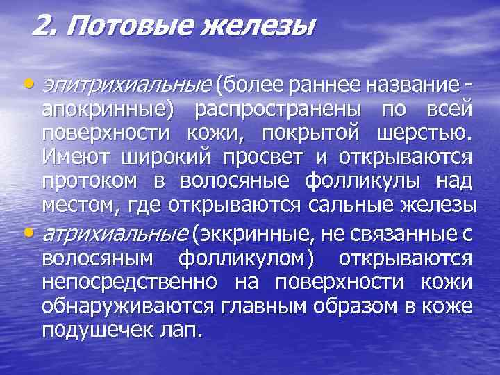 2. Потовые железы • эпитрихиальные (более раннее название - апокринные) распространены по всей поверхности