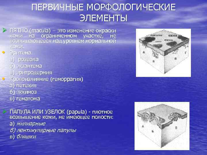 ПЕРВИЧНЫЕ МОРФОЛОГИЧЕСКИЕ ЭЛЕМЕНТЫ Ø ПЯТНО (macula) – это изменение окраски • • кожи на