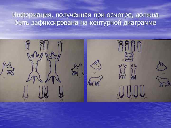 Информация, полученная при осмотре, должна быть зафиксирована на контурной диаграмме 