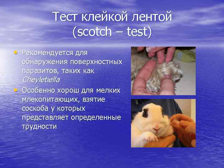 Тест клейкой лентой (scotch – test) • Рекомендуется для обнаружения поверхностных паразитов, таких как