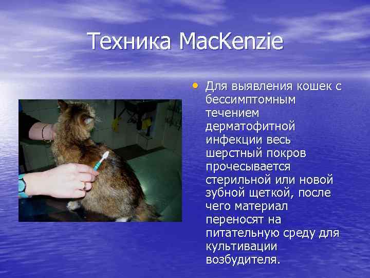 Техника Mac. Kenzie • Для выявления кошек с бессимптомным течением дерматофитной инфекции весь шерстный