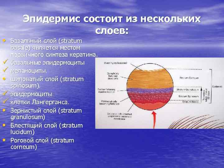 Эпидермис состоит из нескольких слоев: • Базальный слой (stratum ü ü • • •