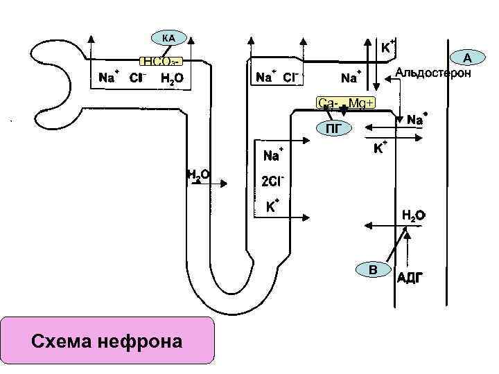 КА А НСО 3 Сa- Mg+ ПГ В Схема нефрона 