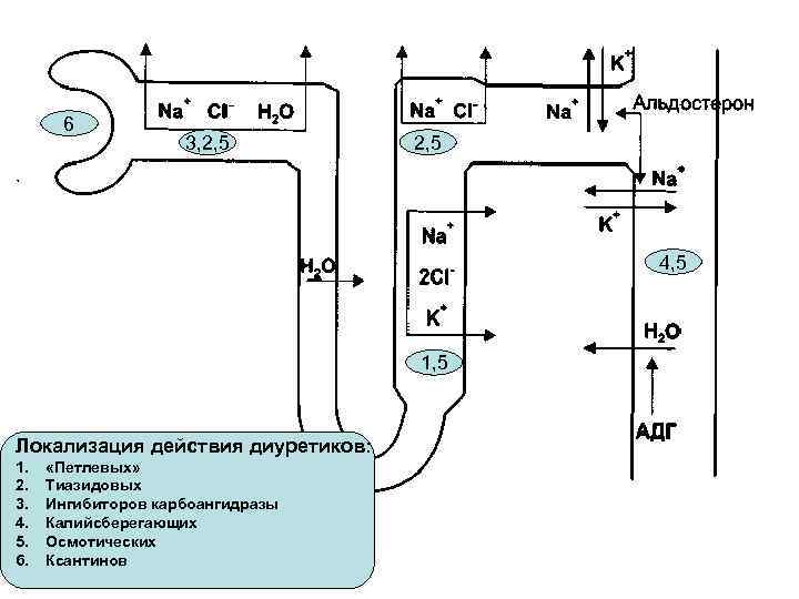 6 3, 2, 5 4, 5 1, 5 Локализация действия диуретиков: 1. 2. 3.