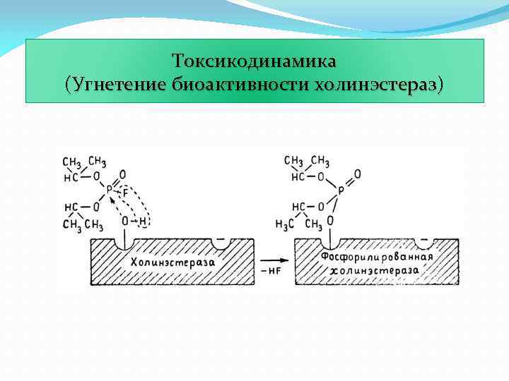 Токсикодинамика (Угнетение биоактивности холинэстераз) 