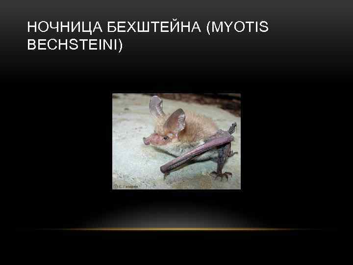 НОЧНИЦА БЕХШТЕЙНА (MYOTIS BECHSTEINI) 