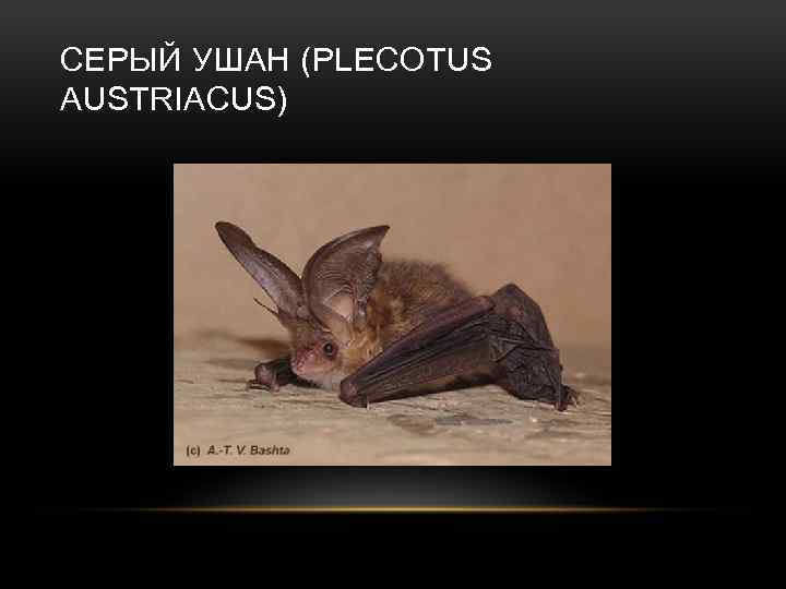 СЕРЫЙ УШАН (PLECOTUS AUSTRIACUS) 