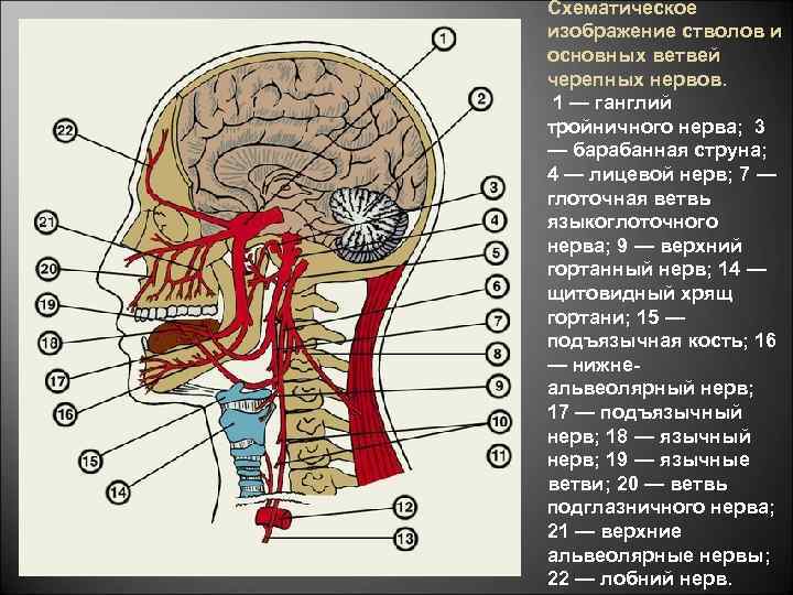 Схематическое изображение стволов и основных ветвей черепных нервов. 1 ганглий — тройничного нерва; 3