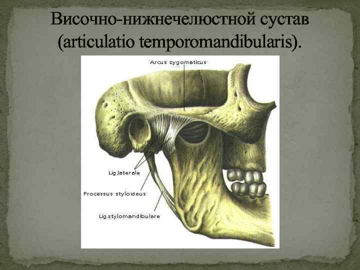 Соединение нижнечелюстной и височных костей